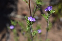 Gilia