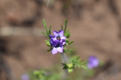 Gilia