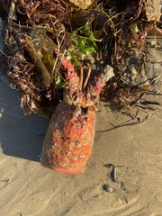 Panulirus interruptus