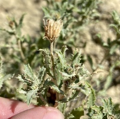 Xanthisma grindelioides