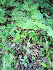 Cerastium pauciflorum