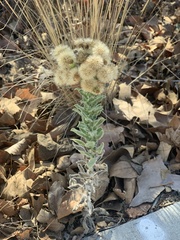 Heterotheca grandiflora