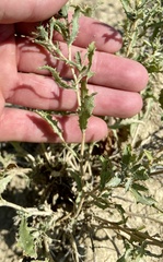 Xanthisma grindelioides