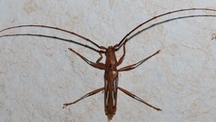 Eurymerus eburioides