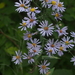 Smooth Blue Aster - Photo (c) Ken Potter, some rights reserved (CC BY-NC), uploaded by Ken Potter
