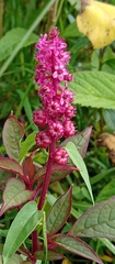 Phytolacca rugosa