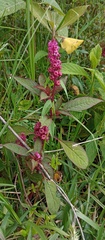 Phytolacca rugosa