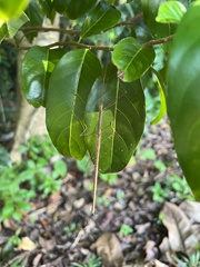 Sipyloidea larryi