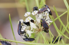 Melacoryphus lateralis