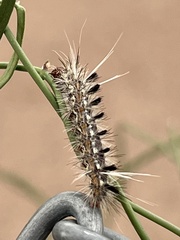 Phaegopterina