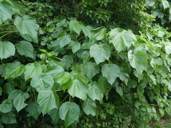 Entelea arborescens