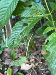 Sipyloidea larryi