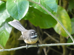 Rhipidura fuliginosa fuliginosa