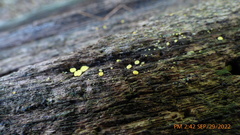 Chlorosplenium chlora