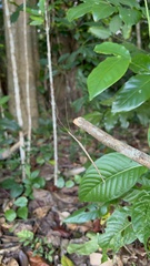Sipyloidea larryi