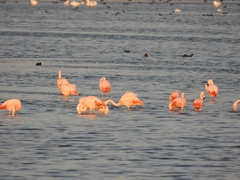 Phoenicopterus chilensis