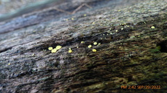 Chlorosplenium chlora