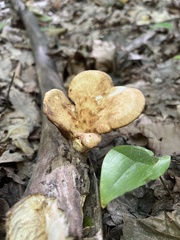 Bresadolia craterella