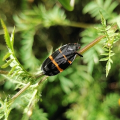 Huaina inca