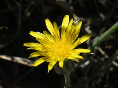 Agoseris retrorsa