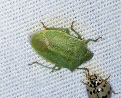 Thyanta custator accerra