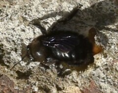 Xylocopa violacea