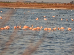 Phoenicopterus chilensis