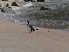 Phalacrocorax varius