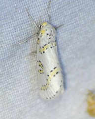 Philtraea paucimacula