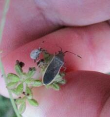 Catorhintha selector