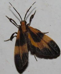 Lycomorphodes