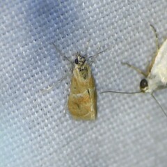 Noctueliopsis bububattalis