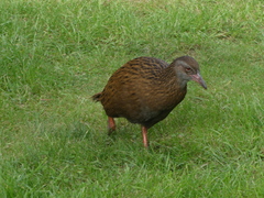 Gallirallus australis australis