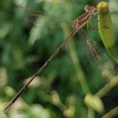 Lestes alacer