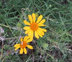 Sidneya tenuifolia