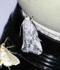 Aleptina junctimacula