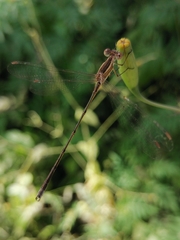 Lestes alacer