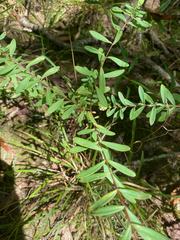 Hypericum hypericoides