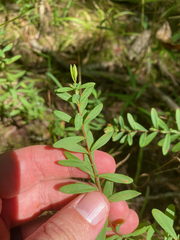 Hypericum hypericoides
