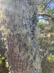 Ramalina farinacea