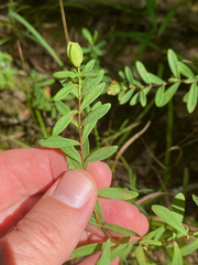 Hypericum hypericoides