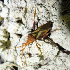 Crinocerus sanctus