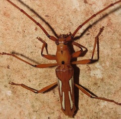 Cerambycinae