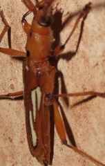 Cerambycinae