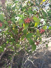 Cotoneaster pannosus