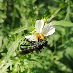 Eremnophila
