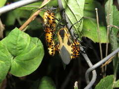 Sephina vinula