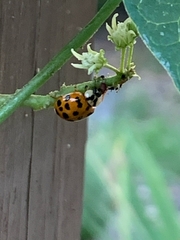 Hesperomyces virescens