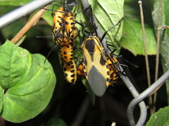 Sephina vinula