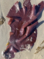 Chondracanthus exasperatus